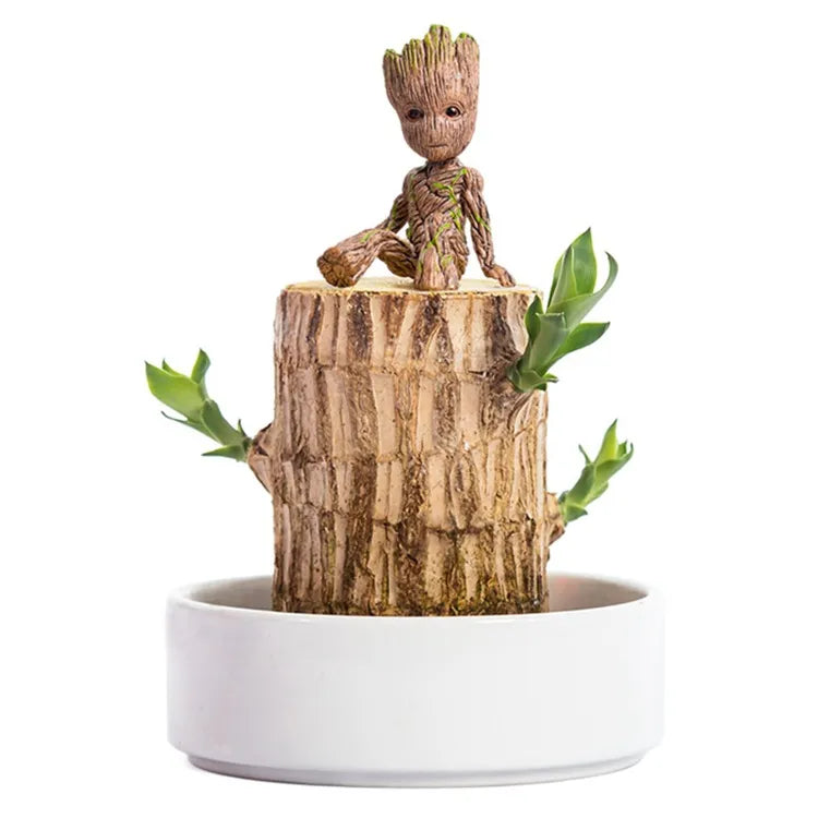 Terrarium™ Gelukshout Groeikit
