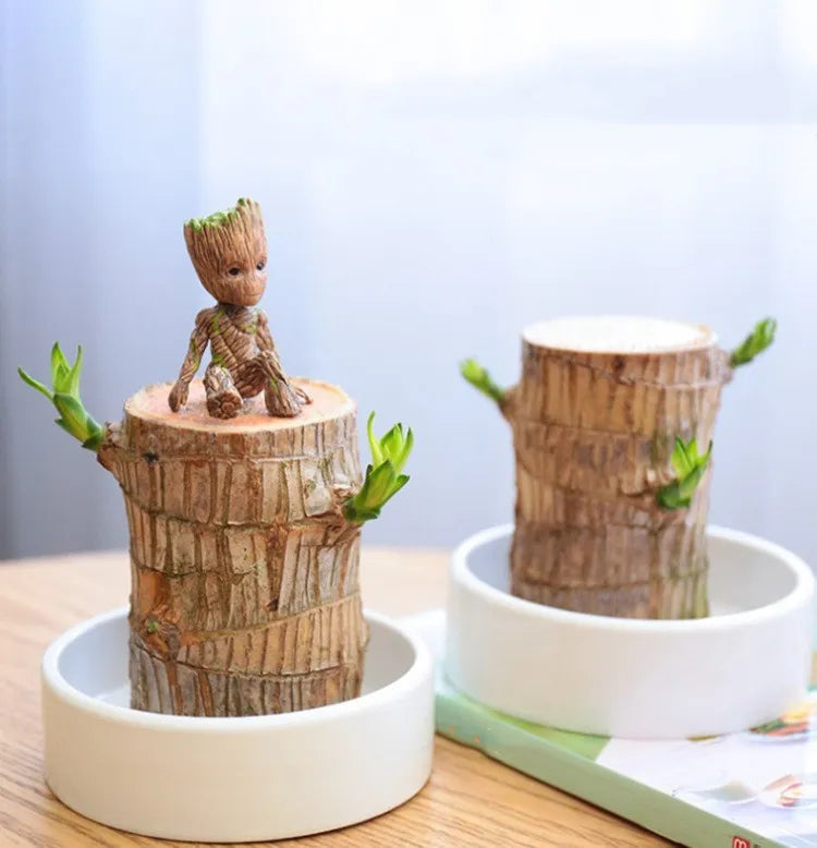 Terrarium™ Gelukshout Groeikit