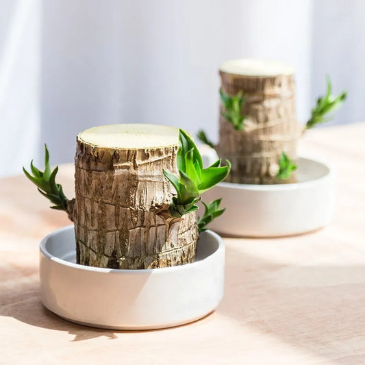 Terrarium™ Gelukshout Groeikit