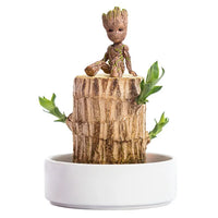 Terrarium™ Gelukshout Groeikit
