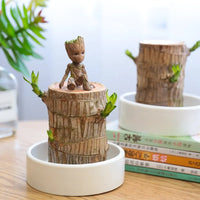 Terrarium™ Gelukshout Groeikit