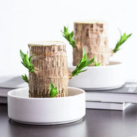 Terrarium™ Gelukshout Groeikit