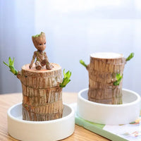 Terrarium™ Gelukshout Groeikit